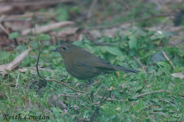 Blue-fronted Robin - ML617220798