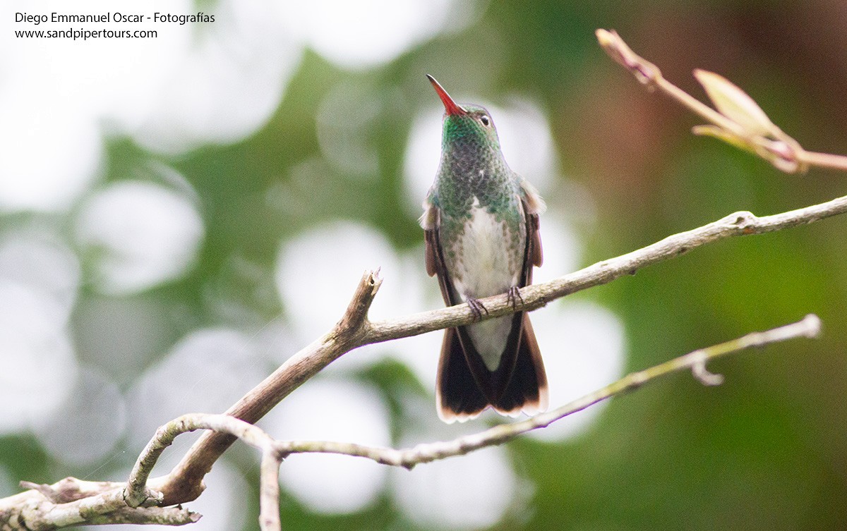 Glittering-throated Emerald - ML617220859