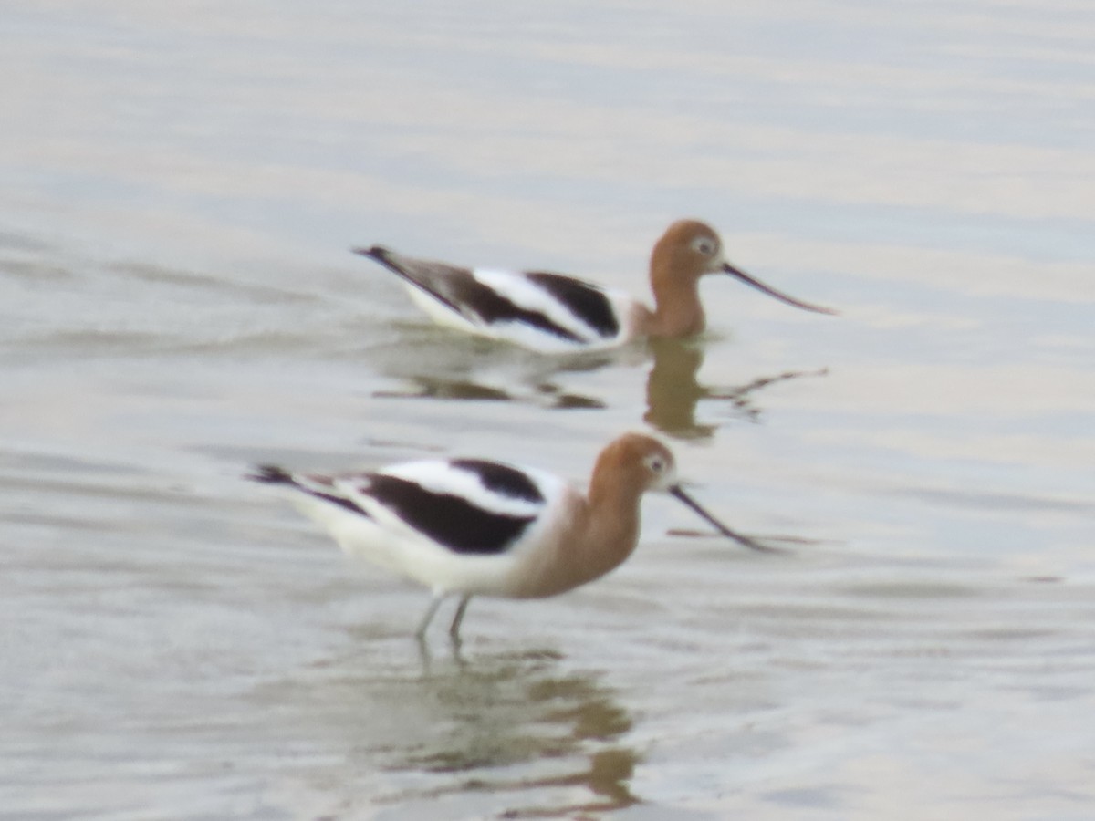 American Avocet - ML617220864