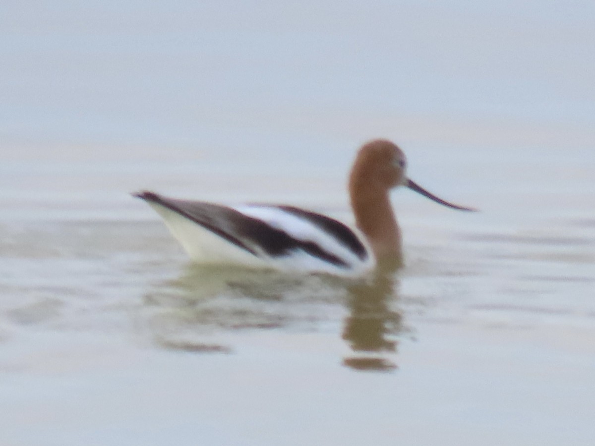 American Avocet - ML617220865