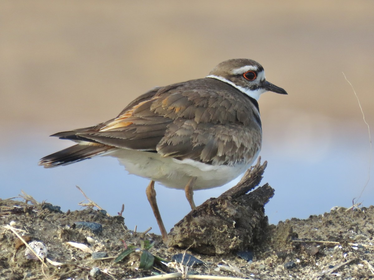 Killdeer - ML617220878