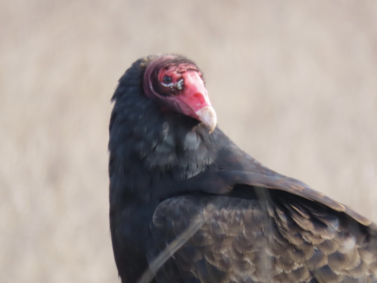 Turkey Vulture - ML617220880