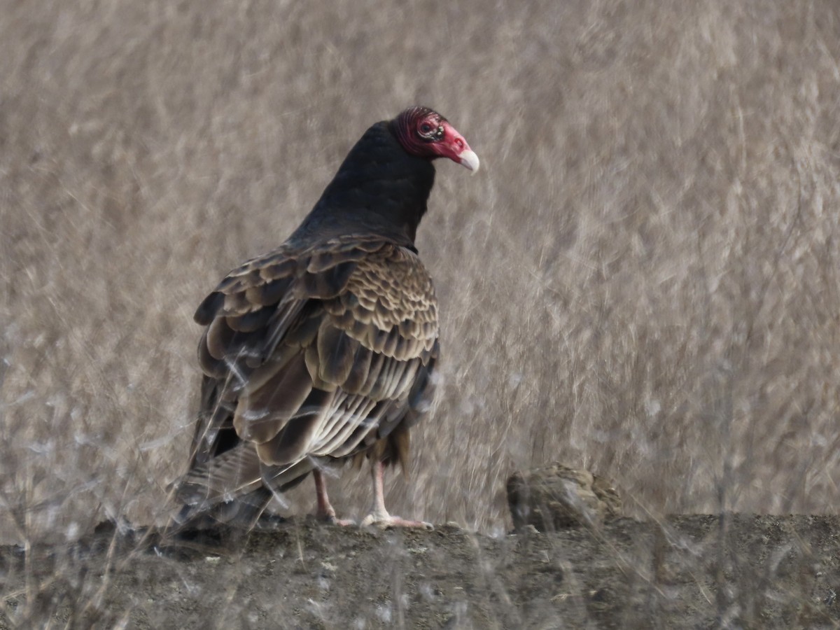 Turkey Vulture - ML617220883