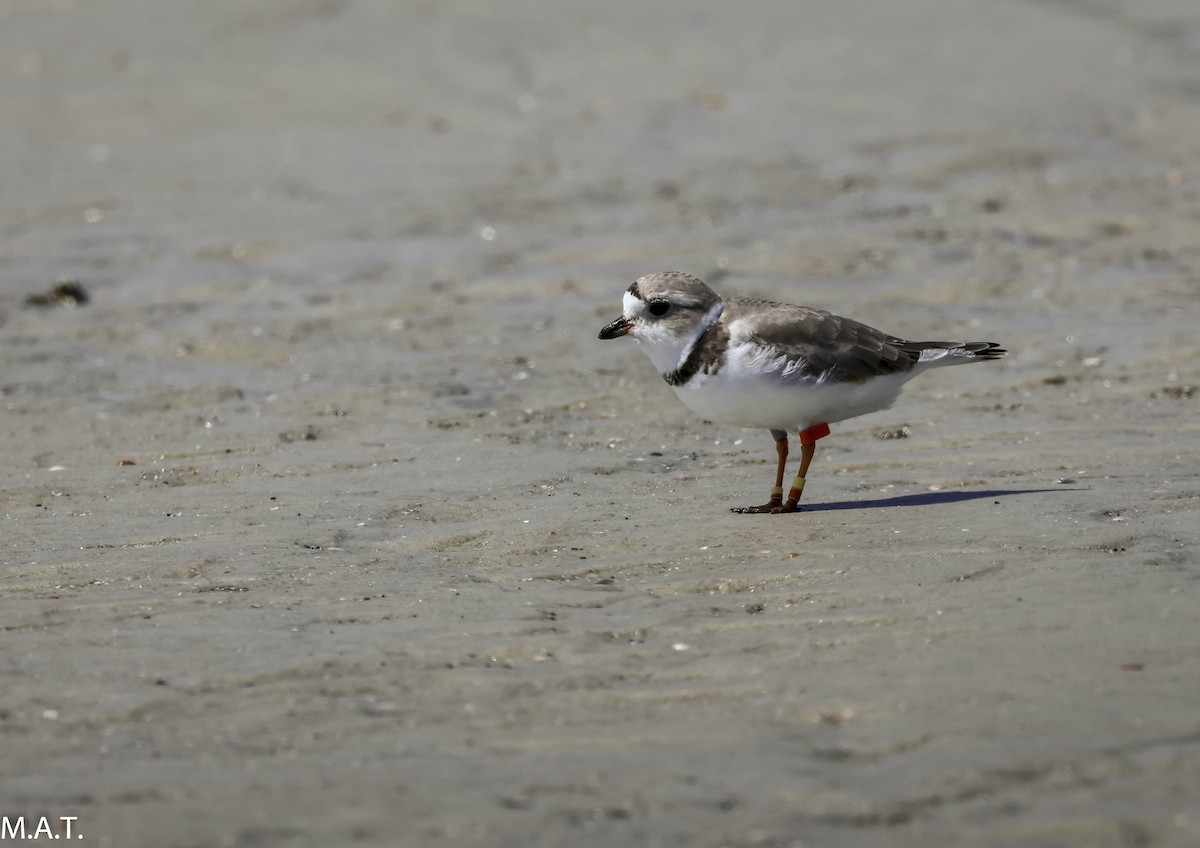 Piping Plover - ML617220913