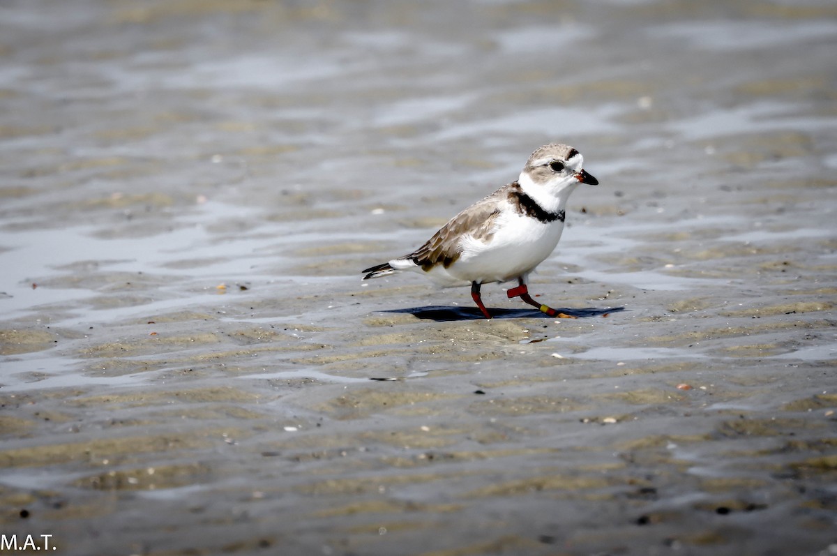 Piping Plover - Alan Biggs