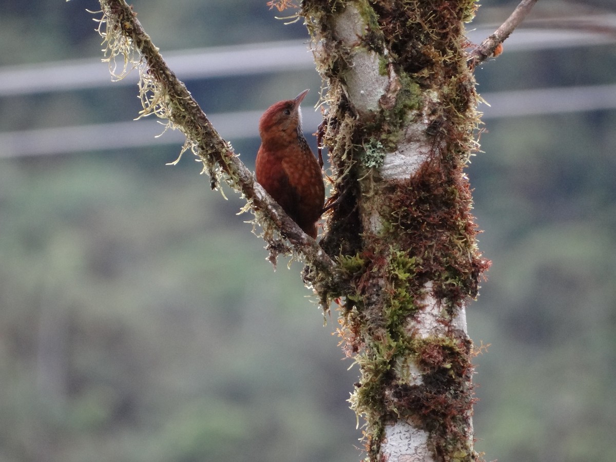 Fulvous-dotted Treerunner - Francisco Sornoza