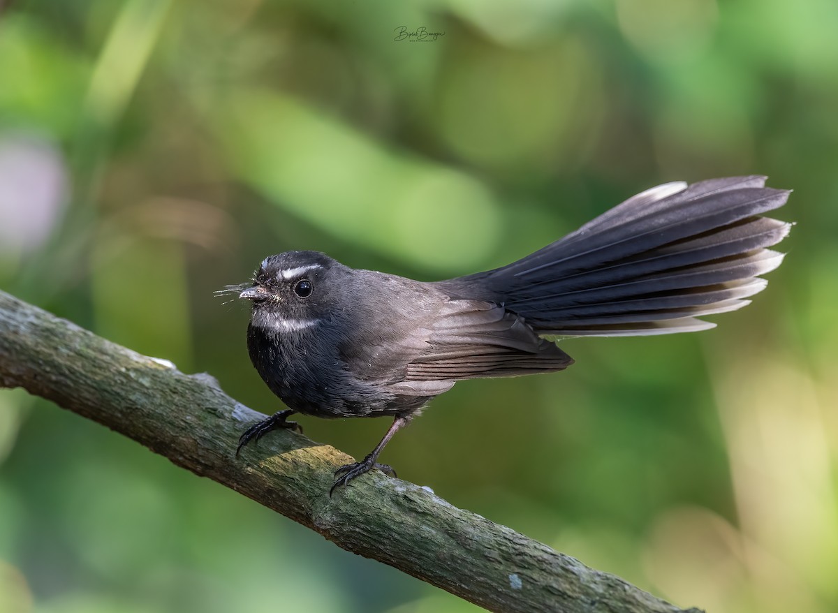 White-throated Fantail - ML617220925