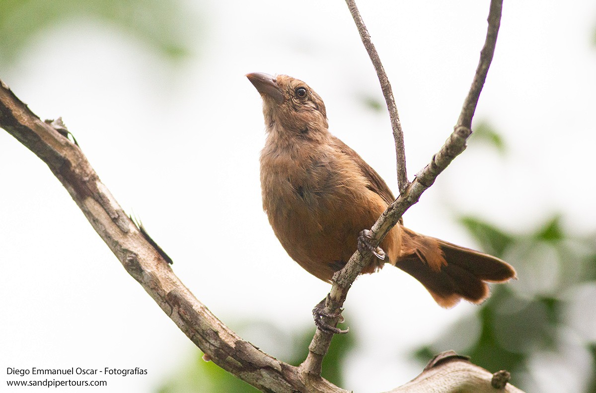 Brazilian Tanager - ML617220935