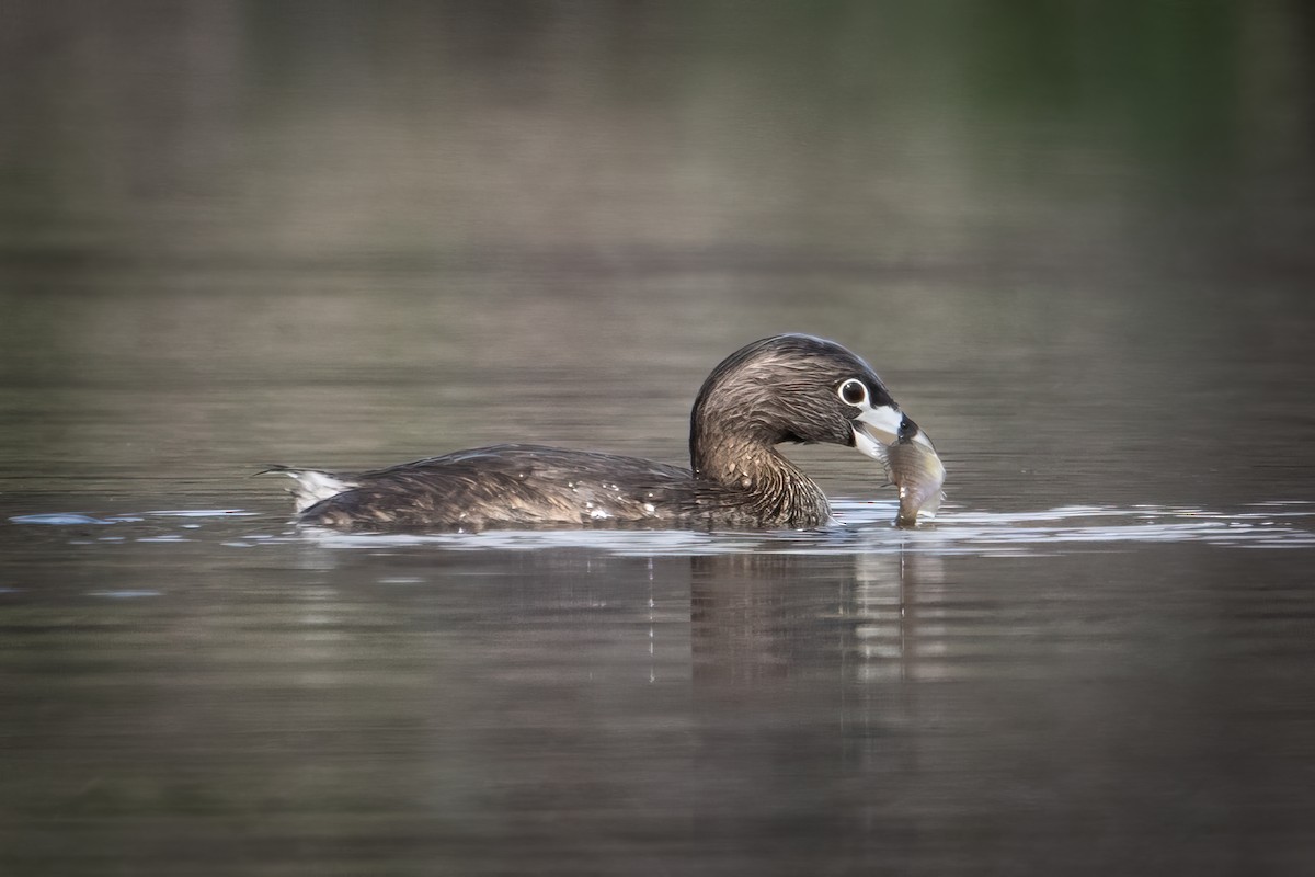 Pied-billed Grebe - ML617220942