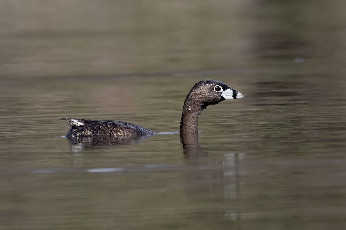 Pied-billed Grebe - ML617220943