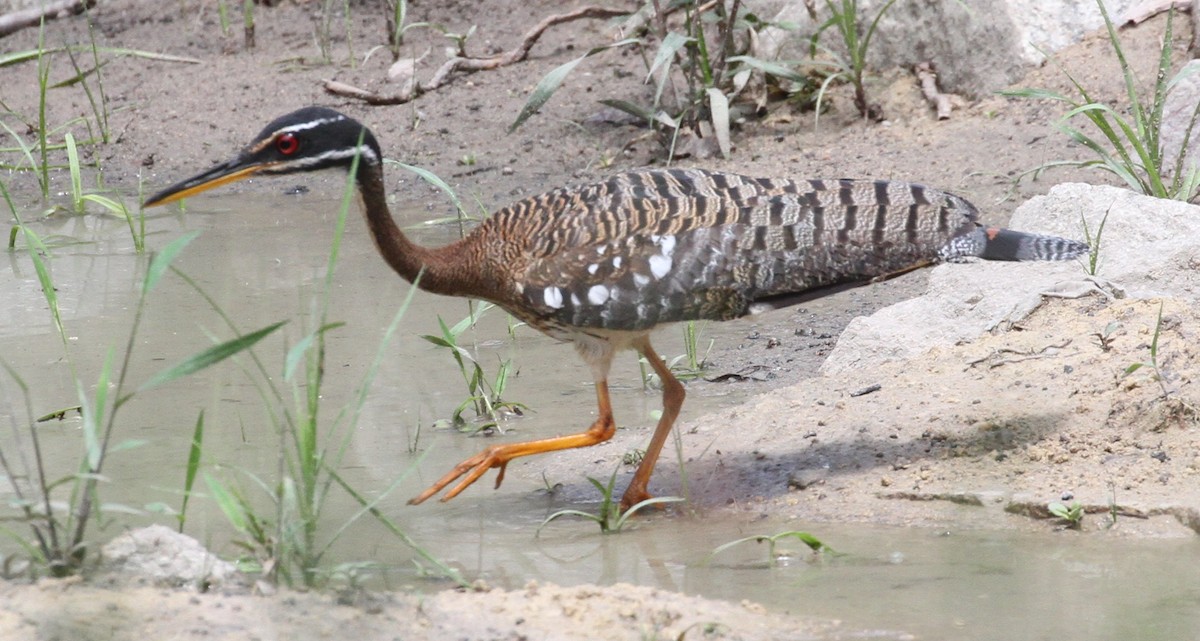 Sunbittern - ML617221000