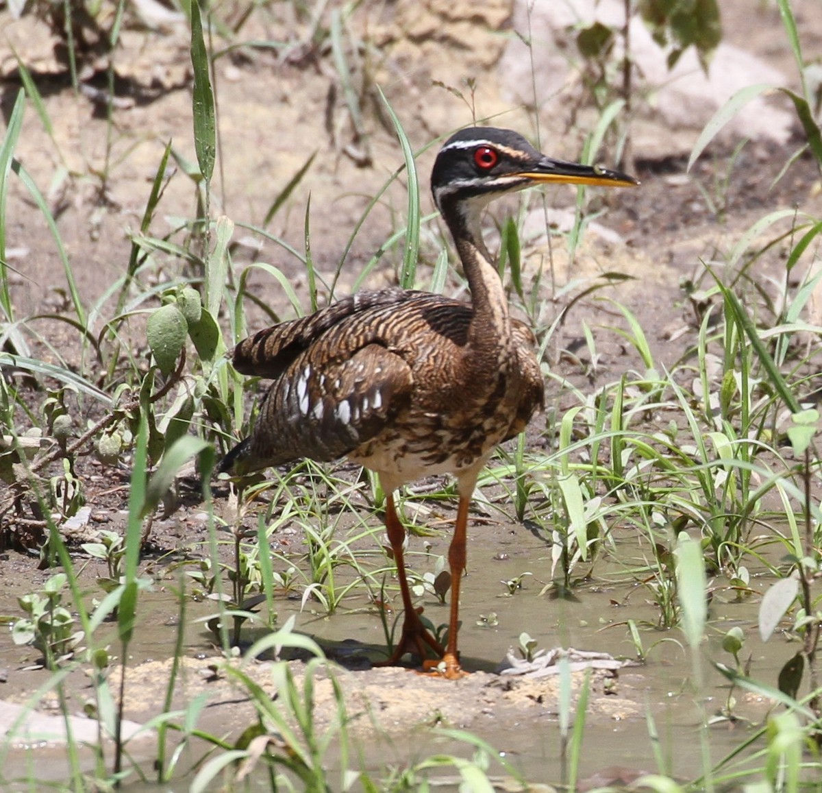 Sunbittern - ML617221009