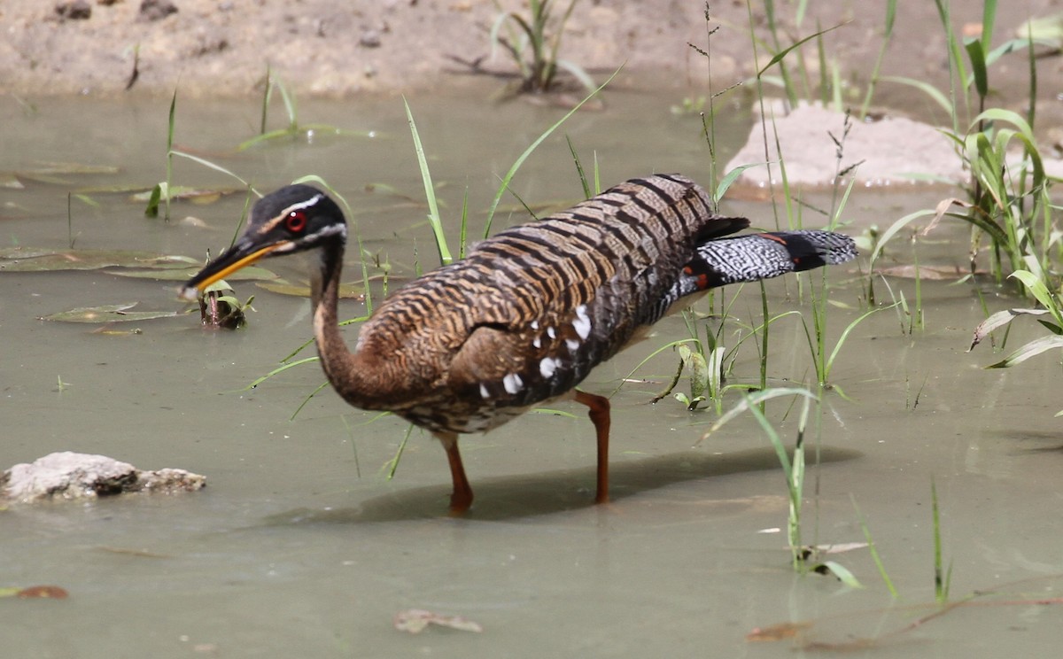 Sunbittern - Don Coons