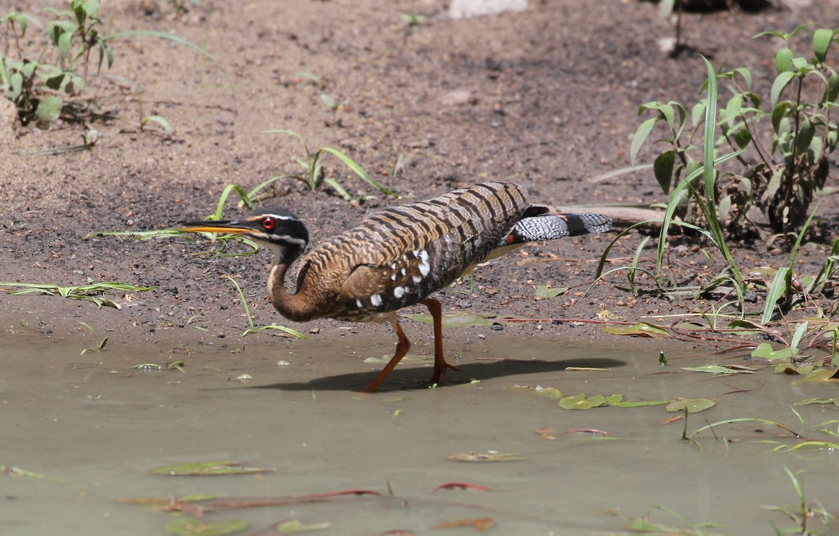 Sunbittern - Don Coons