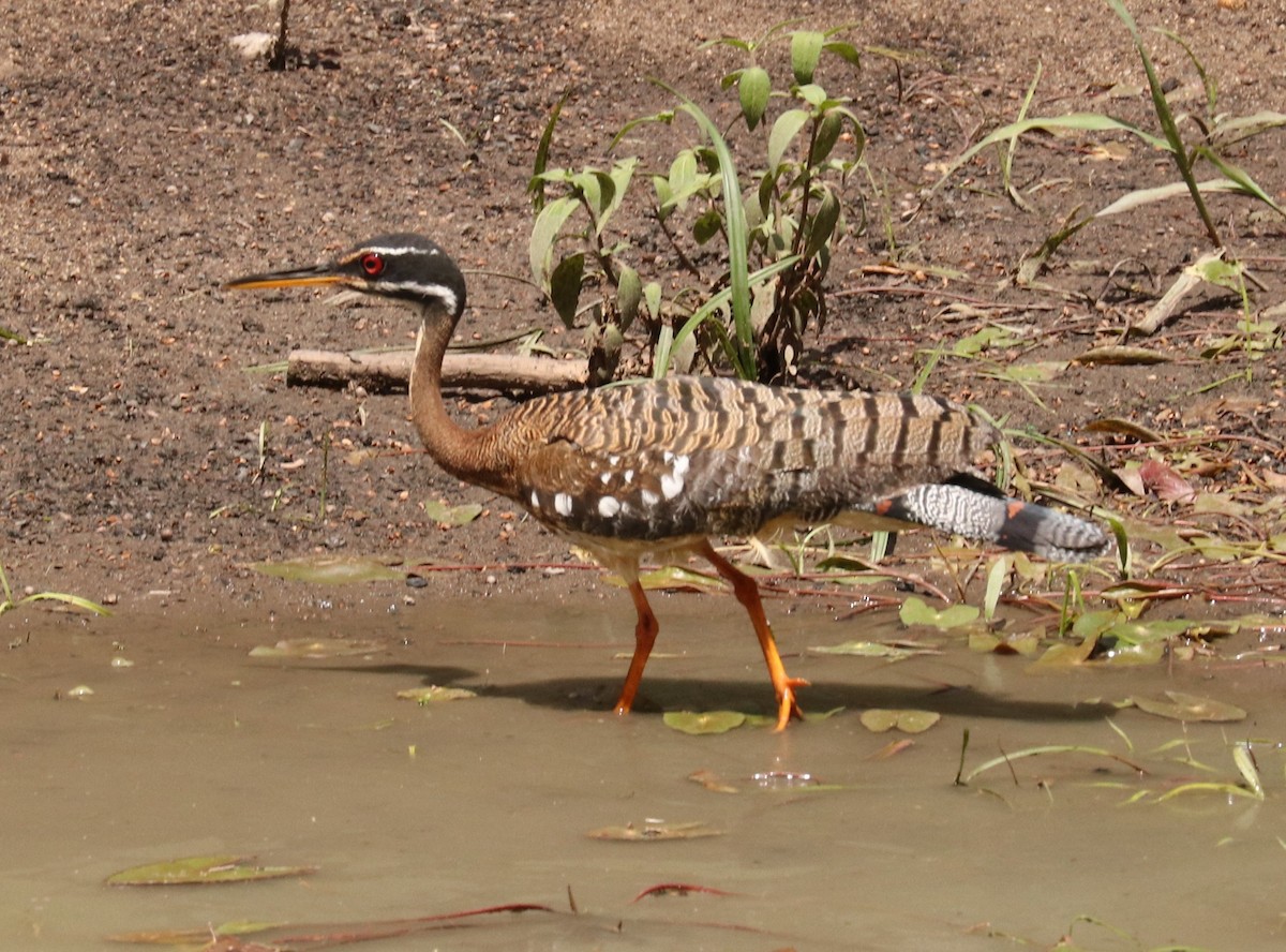 Sunbittern - Don Coons