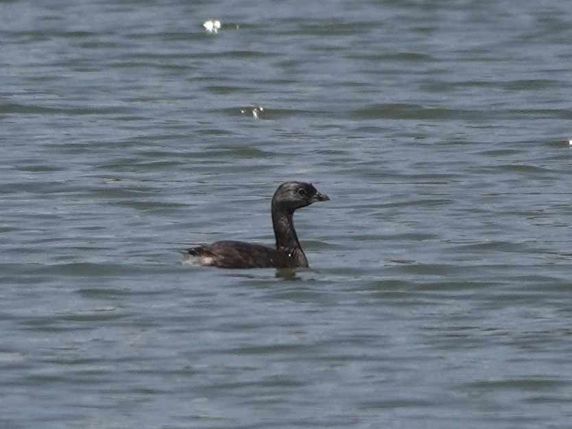 Pied-billed Grebe - ML617221053