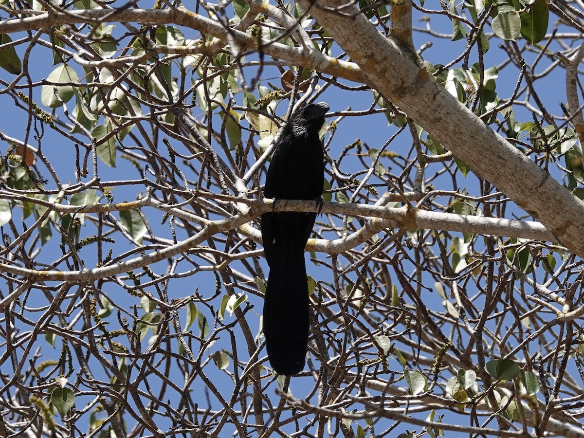 Groove-billed Ani - Toby-Anne Reimer