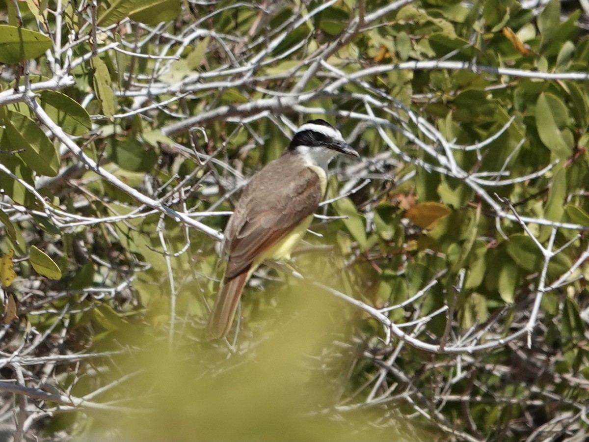 Great Kiskadee - Toby-Anne Reimer