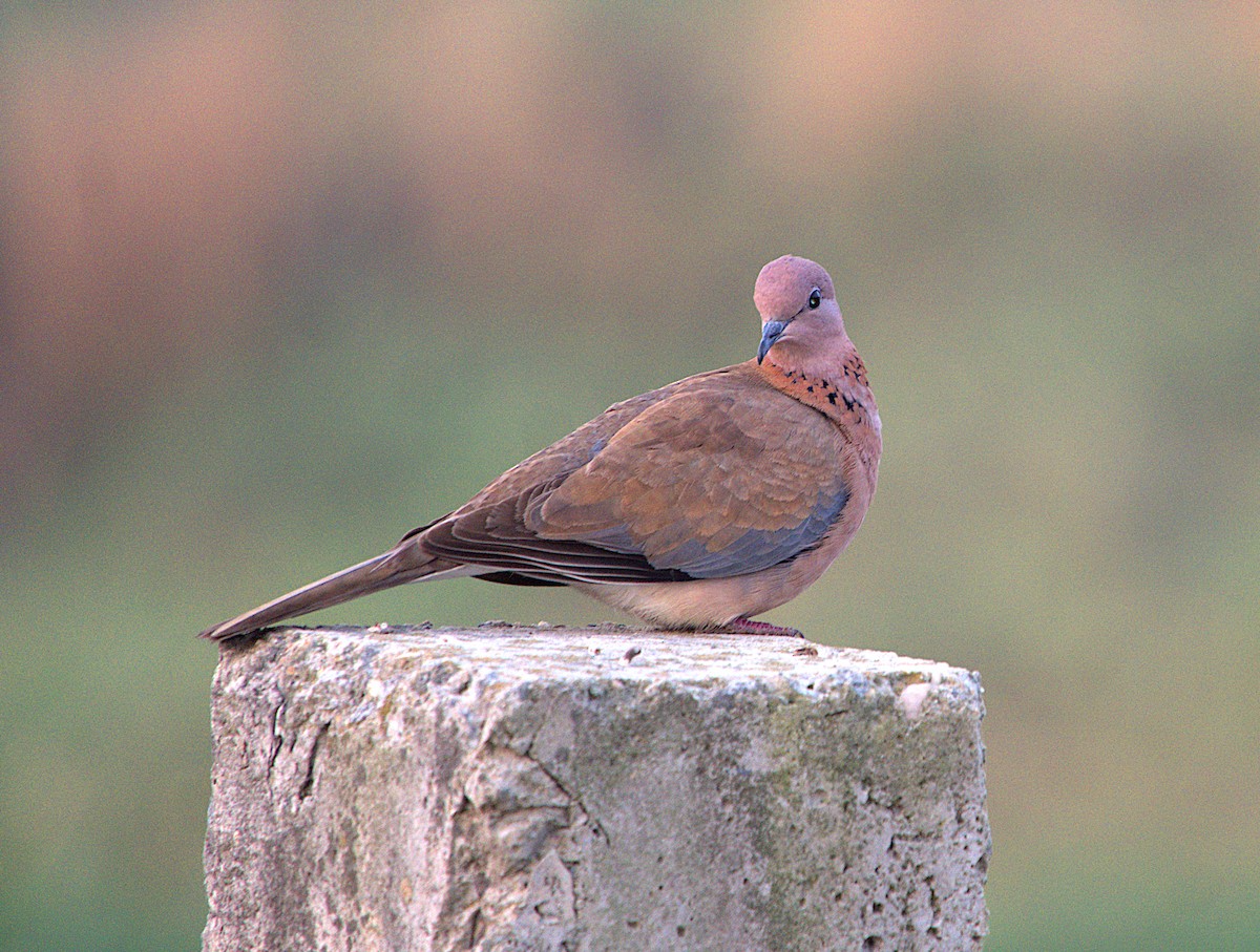 Tórtola Senegalesa - ML617221126