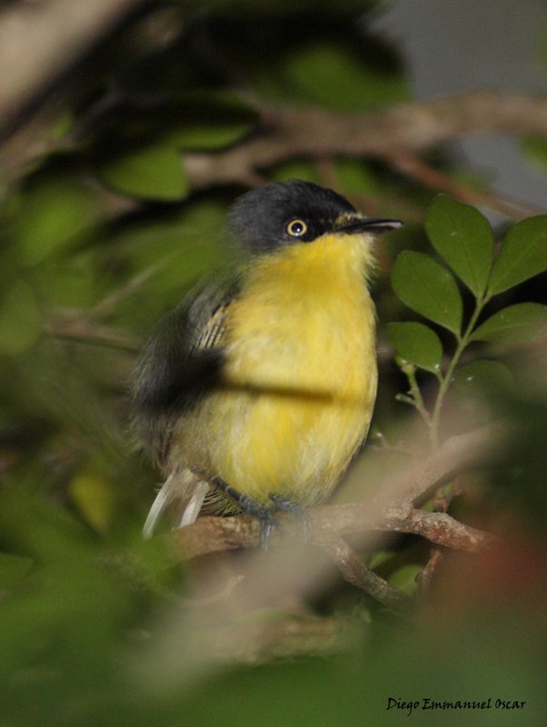 Common Tody-Flycatcher - Diego Oscar / Sandpiper Birding & Tours