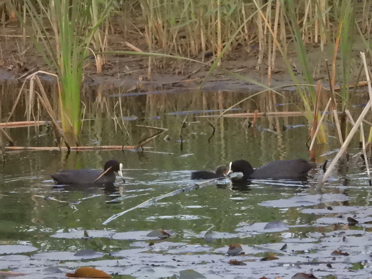 Eurasian Coot - ML617221143