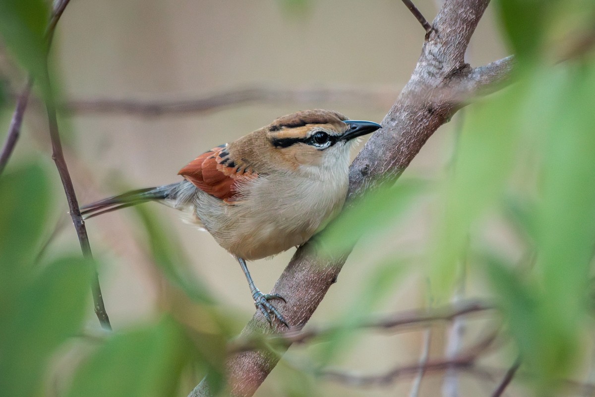 Brown-crowned Tchagra - Richard Pockat