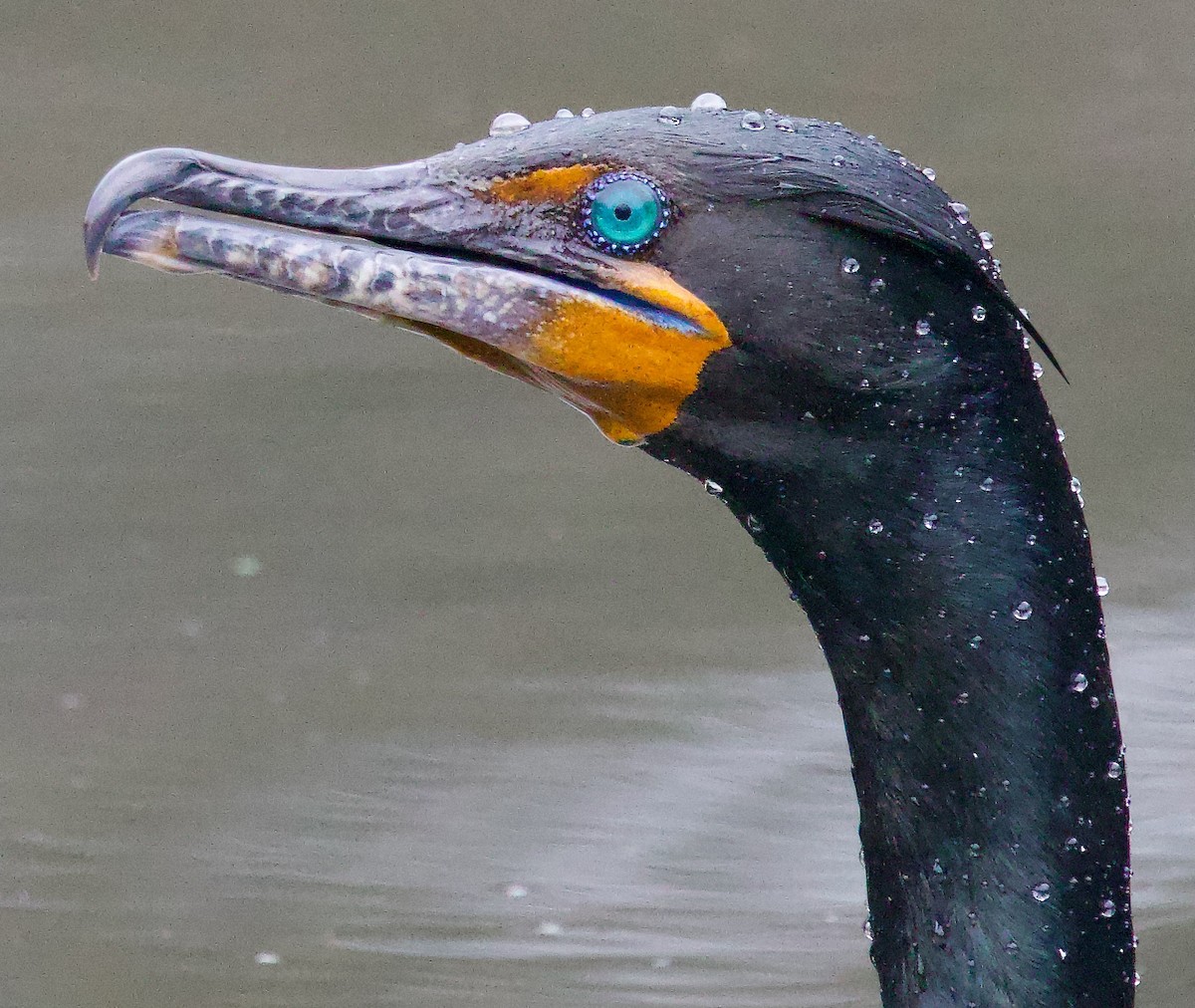 Double-crested Cormorant - ML617221151