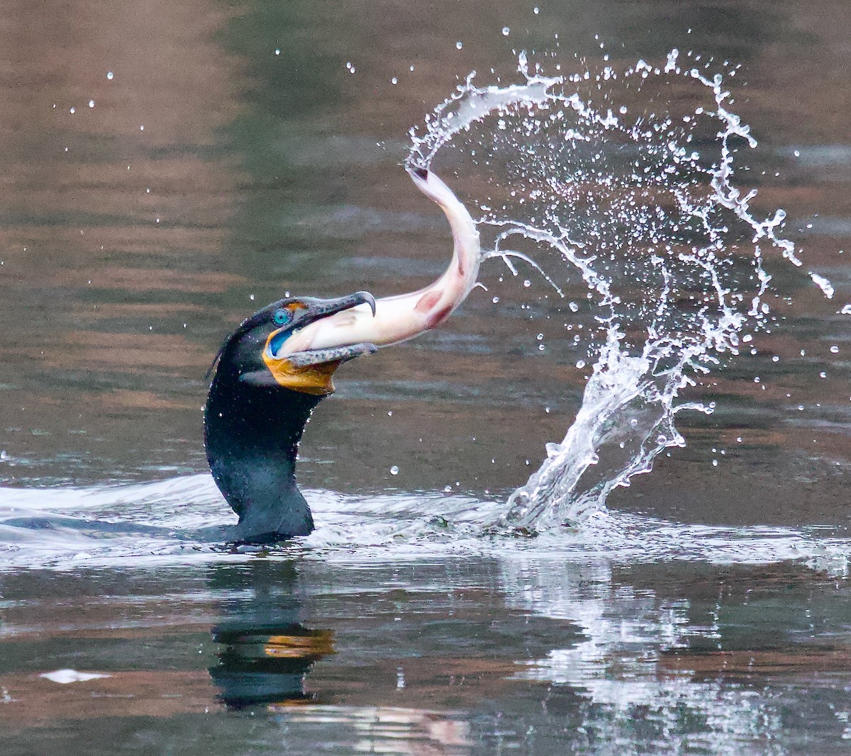 Cormorán Orejudo - ML617221158