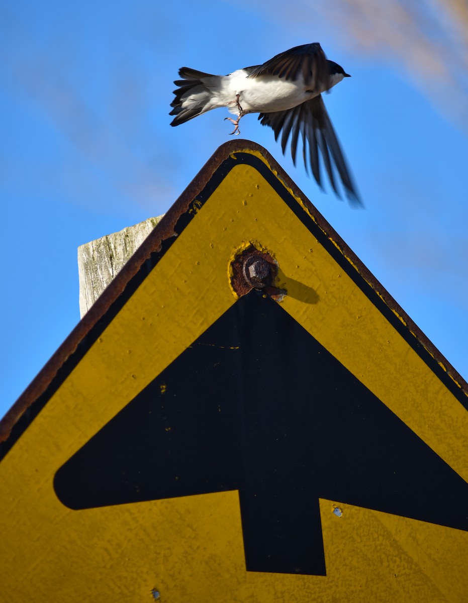 Tree Swallow - ML617221161