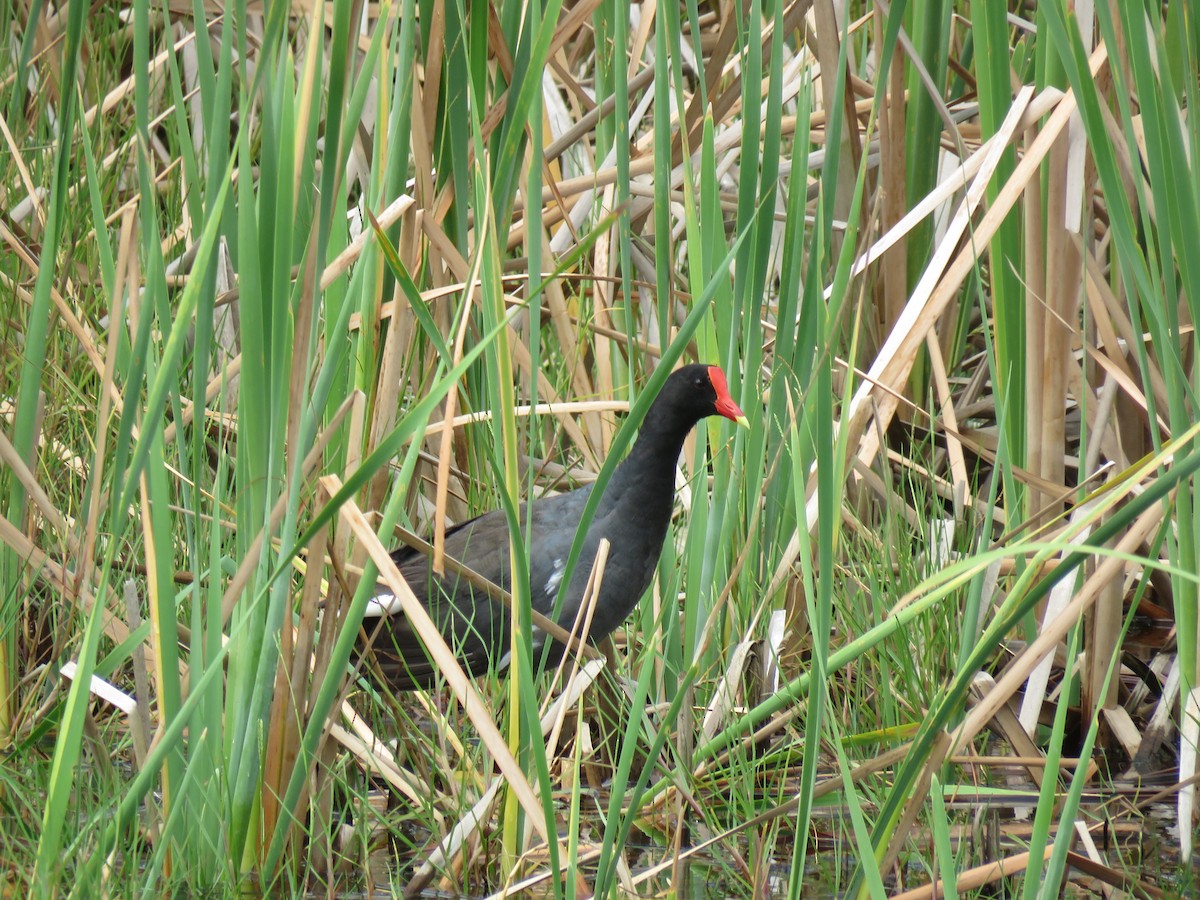 Common Gallinule - ML617221170