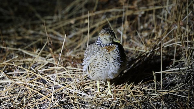 Plains-wanderer - ML617221185