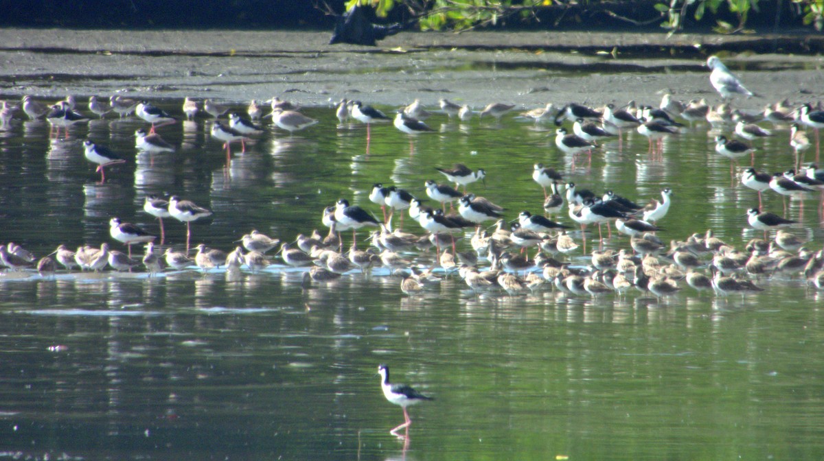 Short-billed Dowitcher - ML617221228