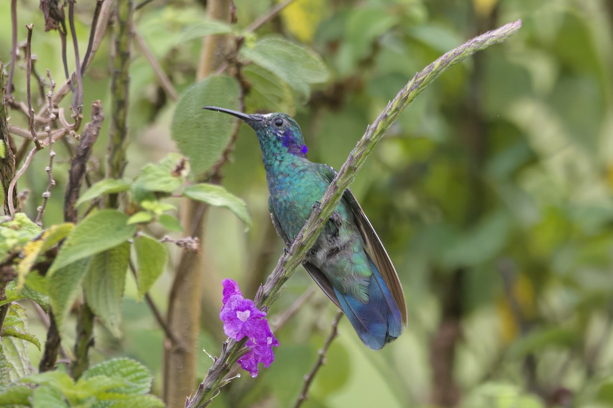 Lesser Violetear - ML617221231