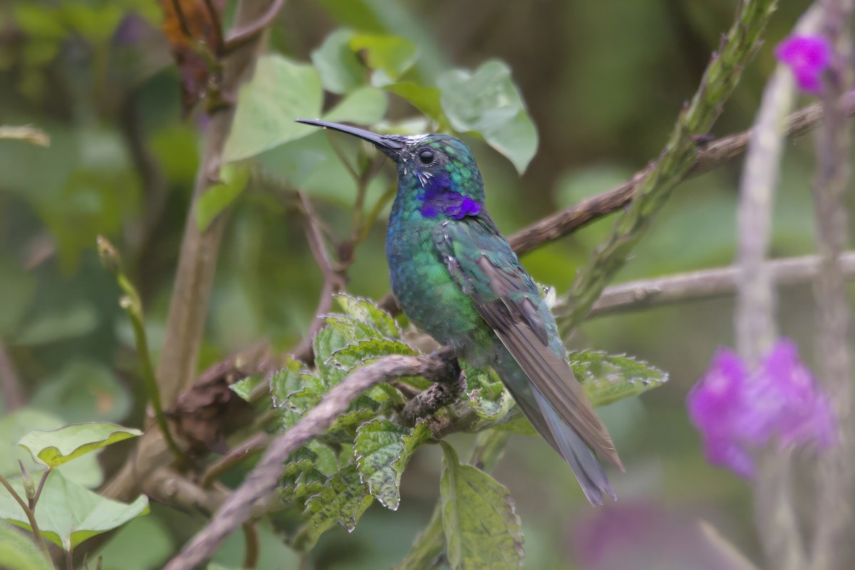 Lesser Violetear - ML617221232