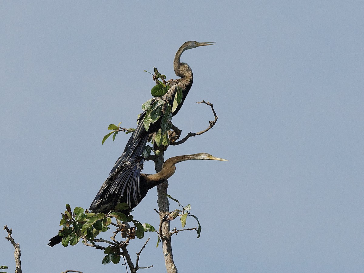 Anhinga Asiática - ML617221284