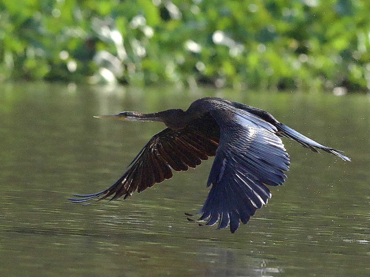 Oriental Darter - Craig Rasmussen