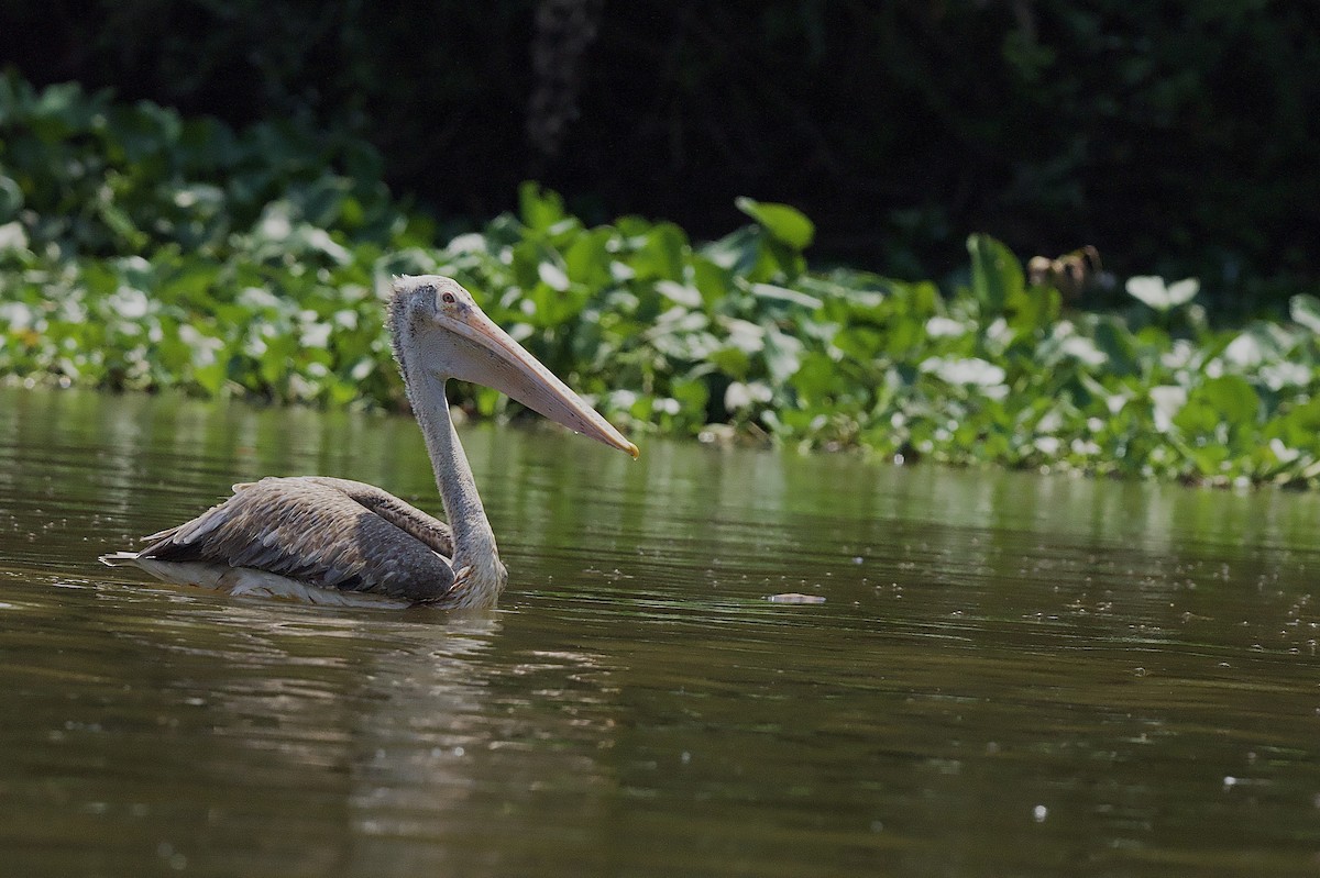 Spot-billed Pelican - Craig Rasmussen