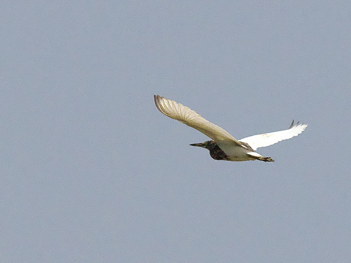 Chinese Pond-Heron - Craig Rasmussen