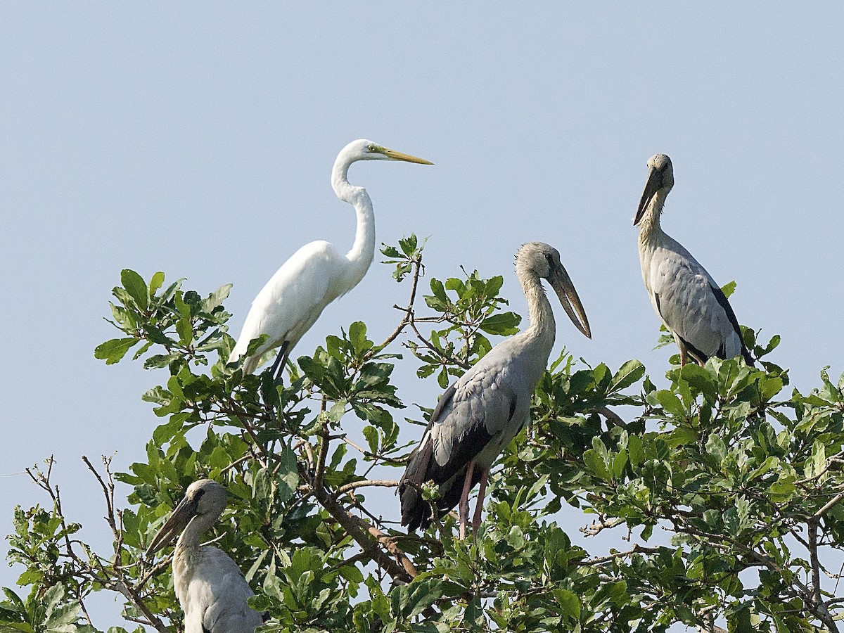 Great Egret - Craig Rasmussen