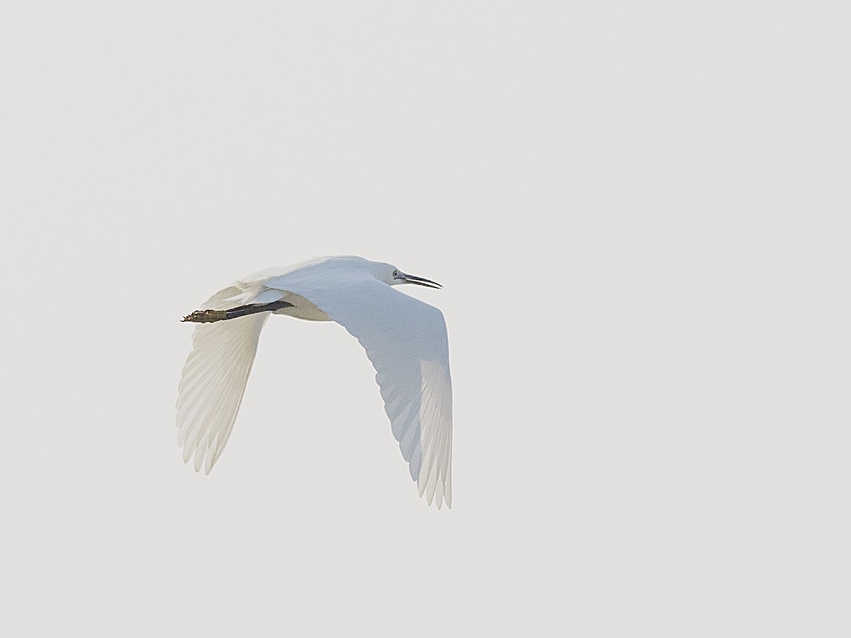 Medium Egret - ML617221375