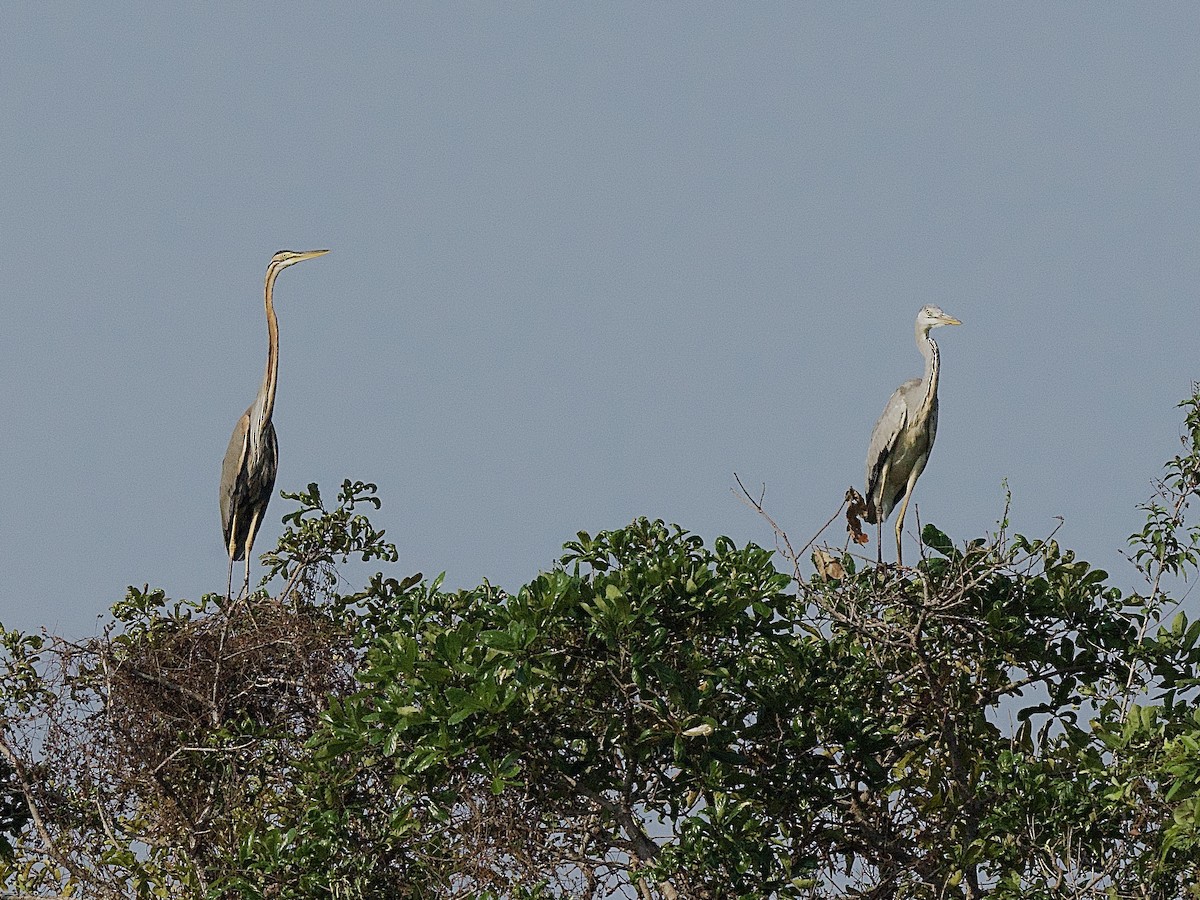 Purple Heron - ML617221420