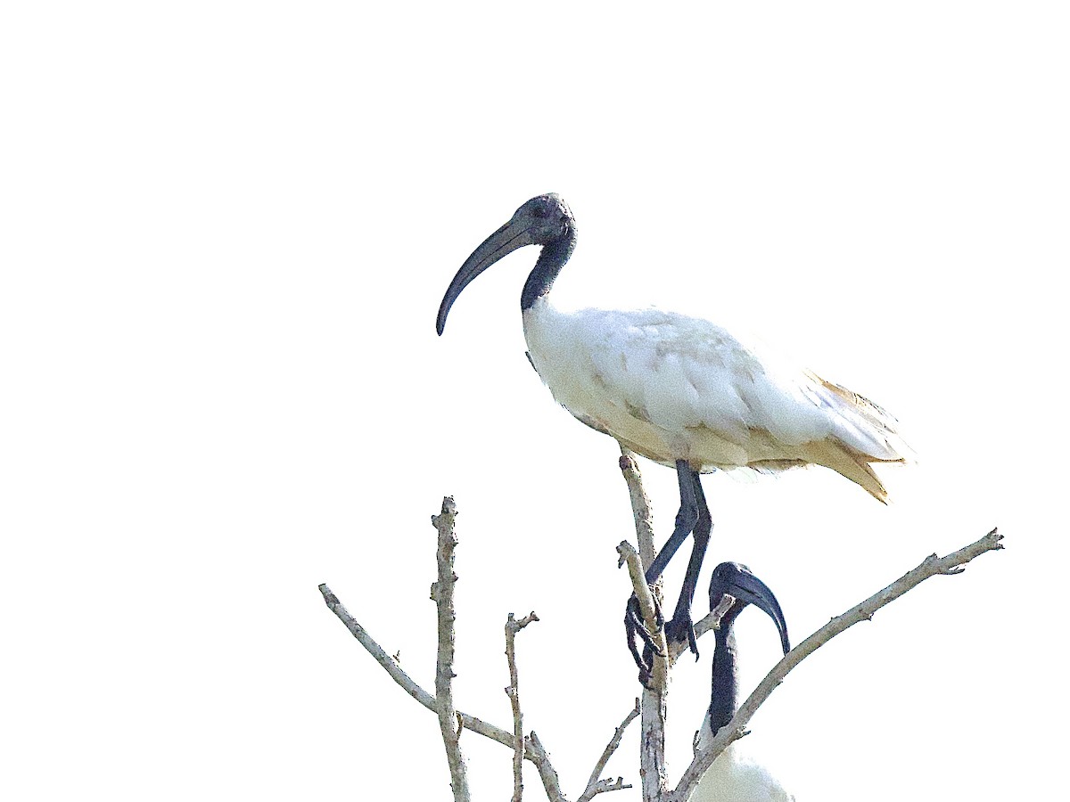 Ibis à tête noire - ML617221440