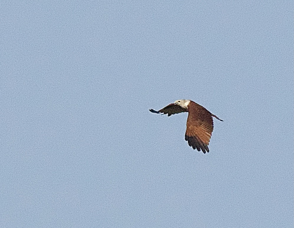 Brahminy Kite - Craig Rasmussen