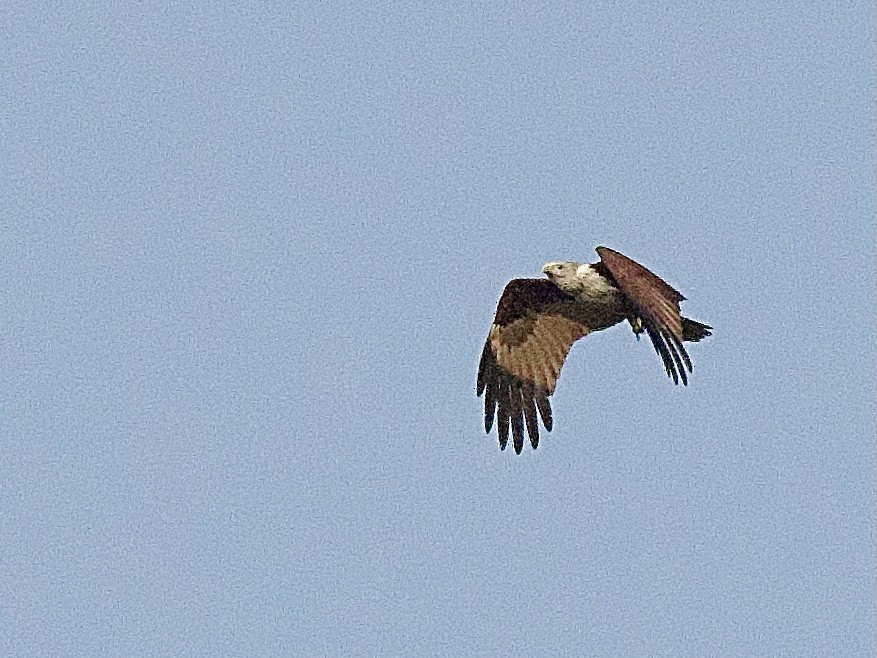 Brahminy Kite - Craig Rasmussen