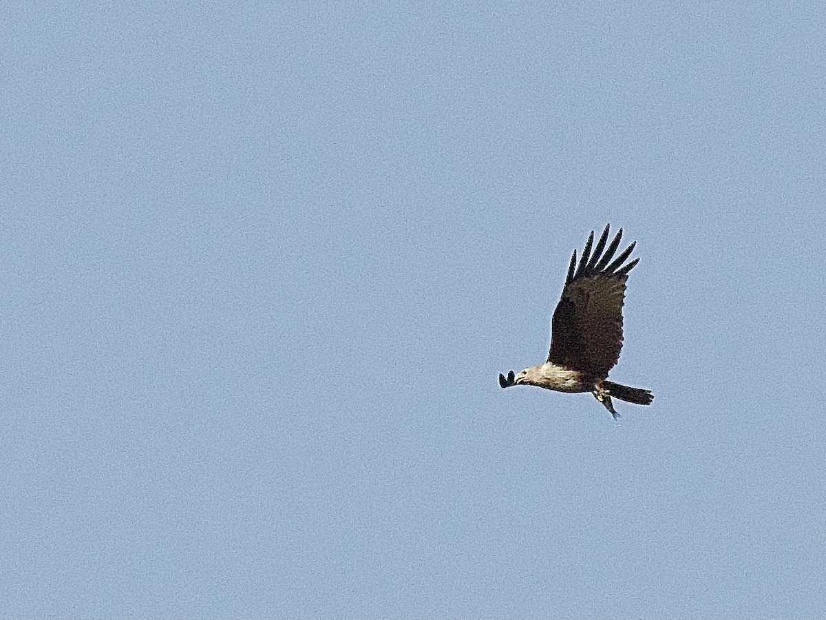 Brahminy Kite - Craig Rasmussen