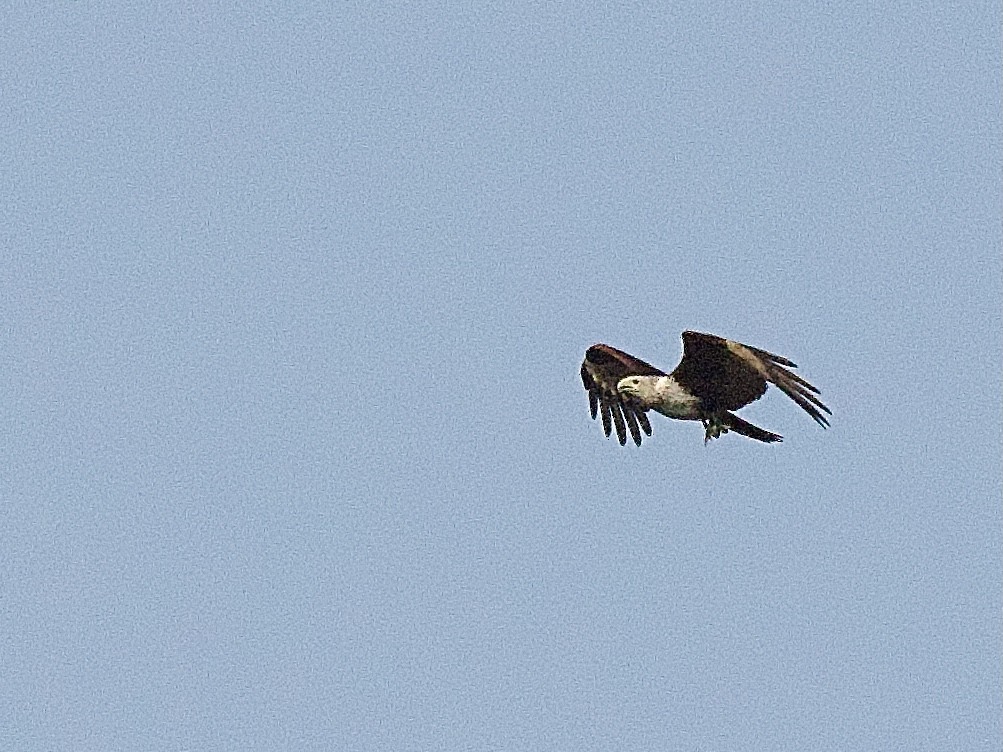 Brahminy Kite - ML617221448