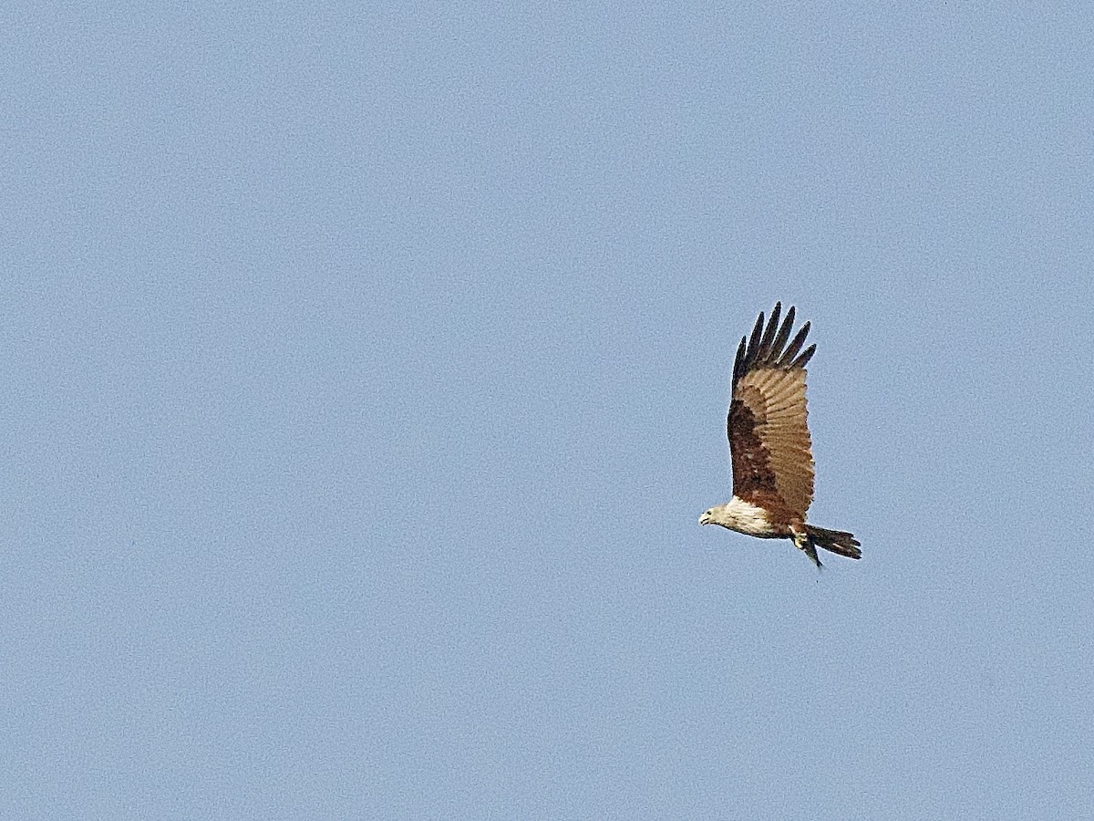 Brahminy Kite - Craig Rasmussen