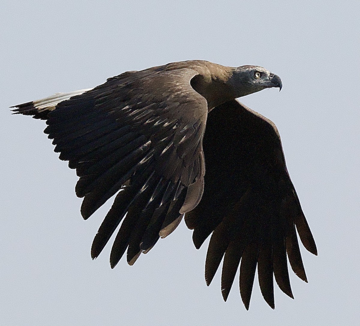 Gray-headed Fish-Eagle - ML617221461