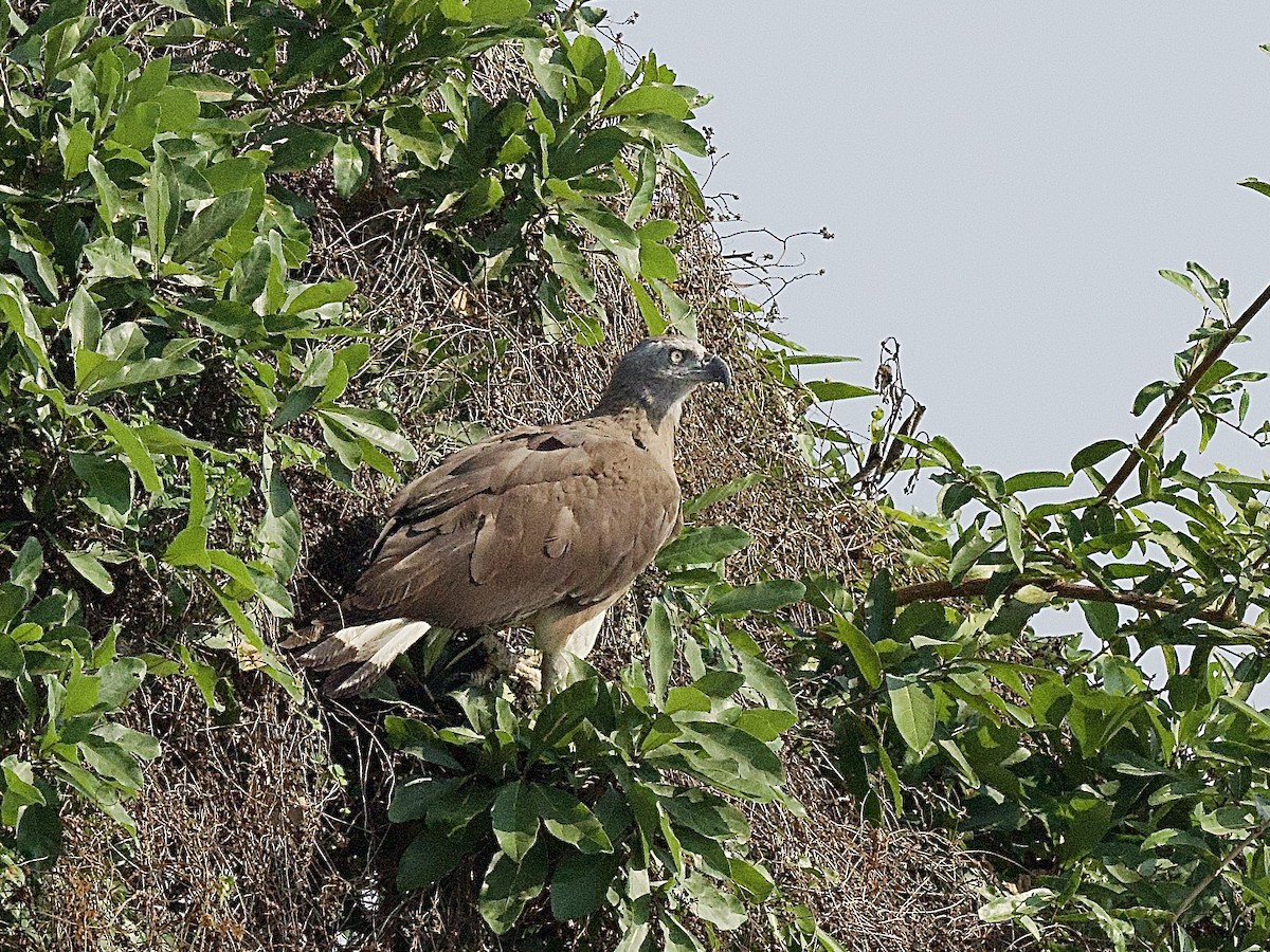 Gray-headed Fish-Eagle - ML617221463