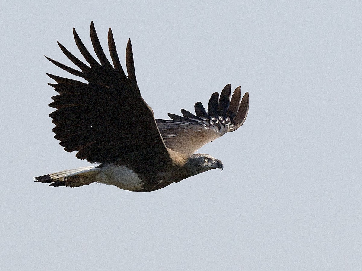 Gray-headed Fish-Eagle - ML617221465